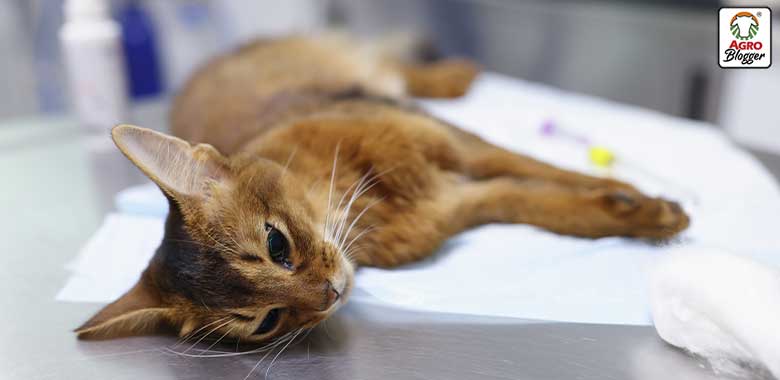 causas de la insuficiencia renal en gatos