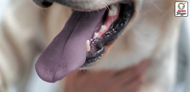 causas lengua morada en los perros