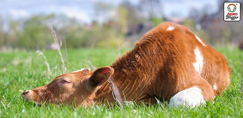 como afectan los nuches al ganado bovino