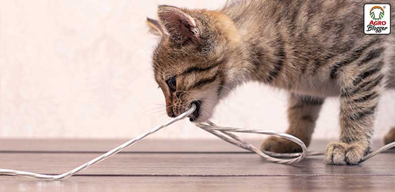 como ensenar a un gato a no morder los cables