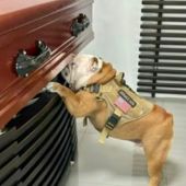 Orión, el bulldog que despide a su dueño en el funeral