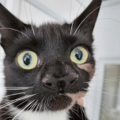 Gracias a su nariz única, una gatita fue adoptada en Reino Unido