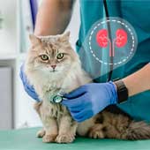 Insuficiencia renal en gatos ¡Causas y tratamiento!