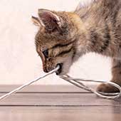 ¿Cómo enseñar a un gato a no morder los cables? ¡Paso a paso!
