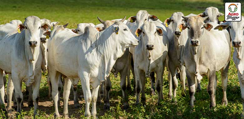 importancia del complejo b en bovinos