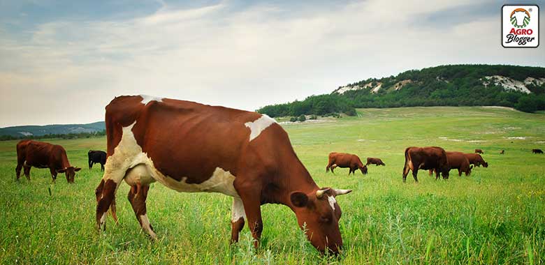 importancia del complejo b para el ganado bovino
