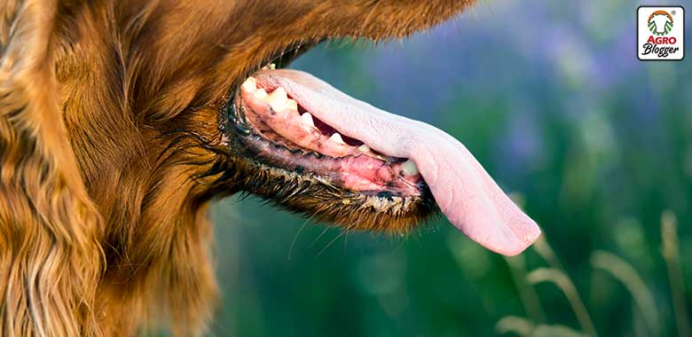 lengua morada en los perros
