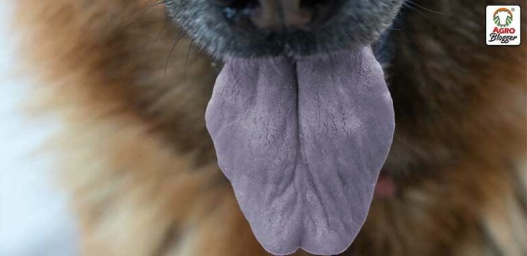 lengua morada en perros