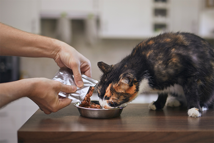 ¿Cuál es el mejor alimento húmedo para gatos?¡Descubre las mejores!