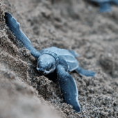 Tortugas marinas recién nacidas liberadas en el mar Pacífico