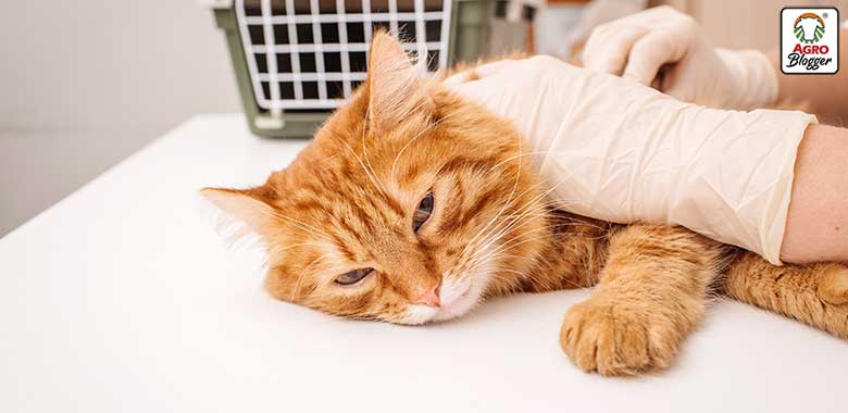 tratamiento de la insuficiencia renal en gatos