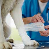 Traumeel veterinario ¿Qué es y para qué sirve?