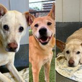 Tres perros salvados de morir luego de que su dueña sufriera un accidente
