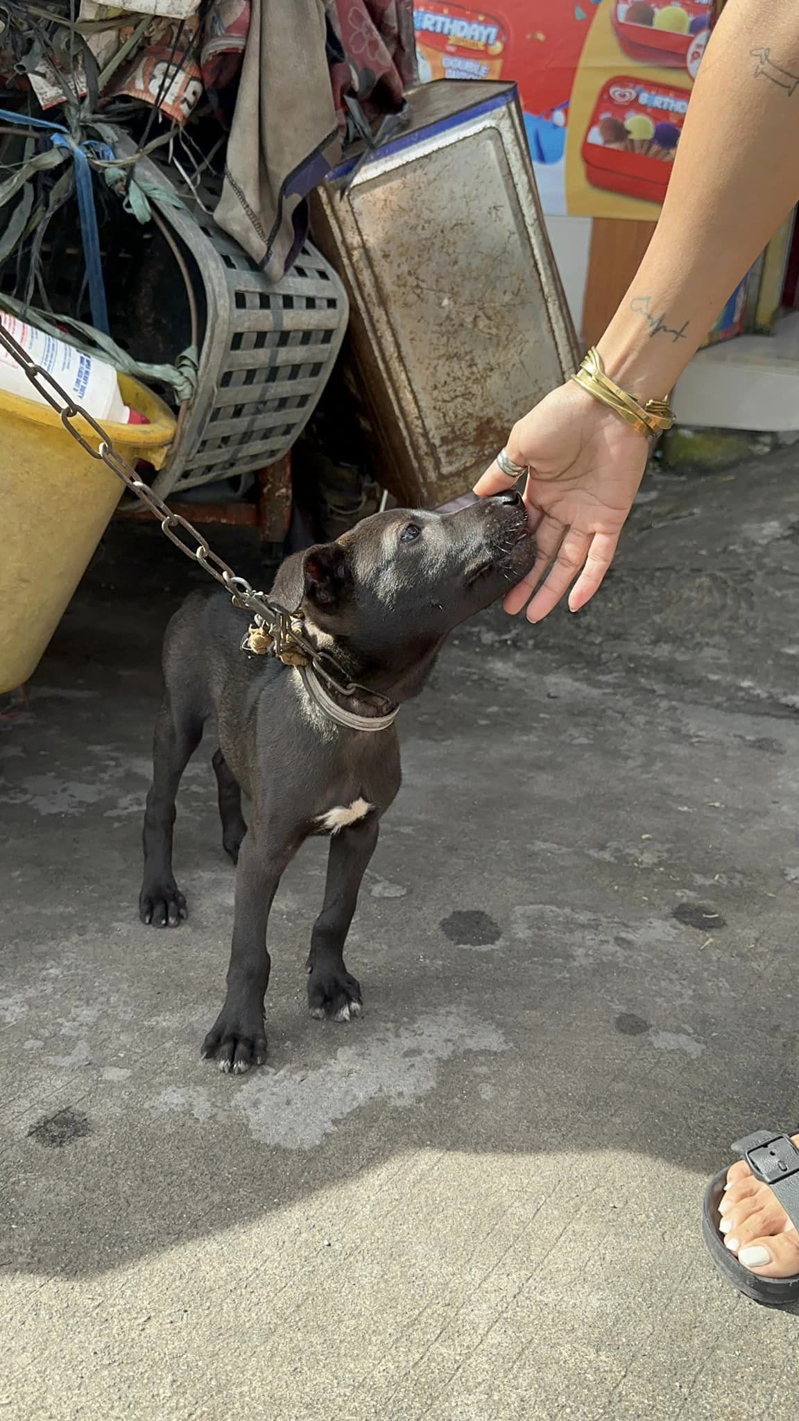 Fundacion animalista separo a un perro de su dueño en Filipinas