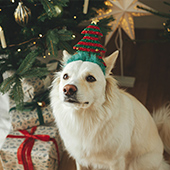 Regalos para mascotas en navidad ¡10 alternativas!