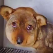 Indignante caso de crueldad animal hacia un perrito en China