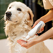 Mejores shampoo antihongos para perros ¡Conócelos!