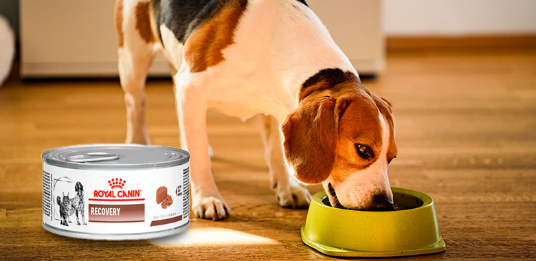 dieta blanda recovery royal canin