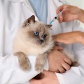 Una vacuna podría extender la vida de tu gato