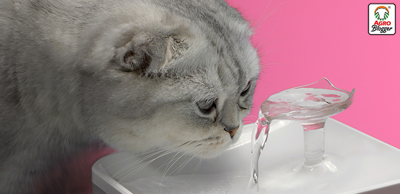fuente de agua para perros o gatos