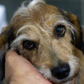 Fundación animalista separó a un perro de su dueño en Filipinas
