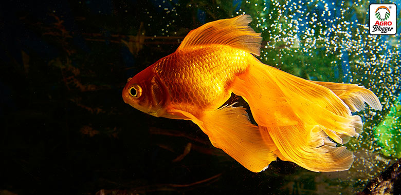 goldfish o pez dorado