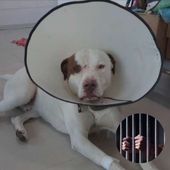 Después de casi tres años condenan a hombre que atacó a su perro con tijeras