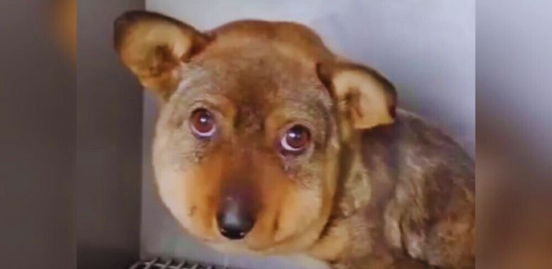 indignante caso de crueldad animal hacia un perrito en china