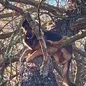 Una perrita apareció en un árbol a nueve metros de altura