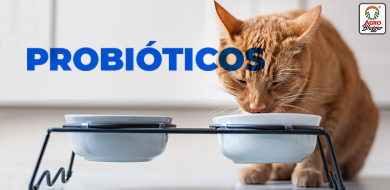 probioticos para gatos