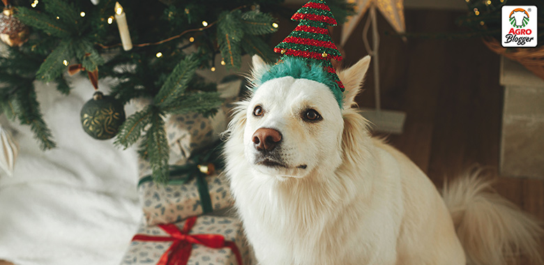 regalos para mascotas en navidad
