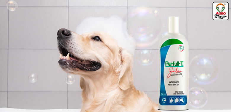 shampoo bueno para los hongos de los perros