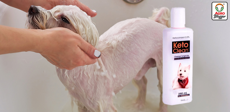 shampoo es bueno para los hongos de los perros