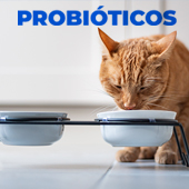 Probióticos para gatos ¿Cómo suministrarlos?