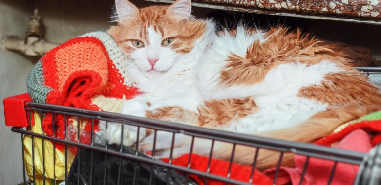 tierno gato es rechazado en una tienda en inglaterra