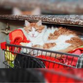 Tierno gato es rechazado en una tienda en Inglaterra