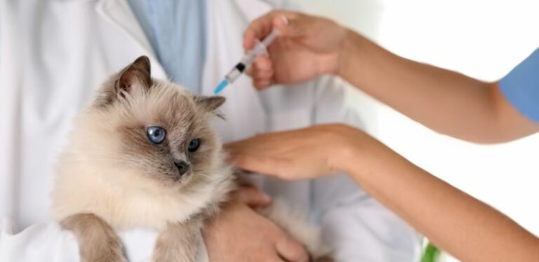 una vacuna podria extender la vida de tu gato