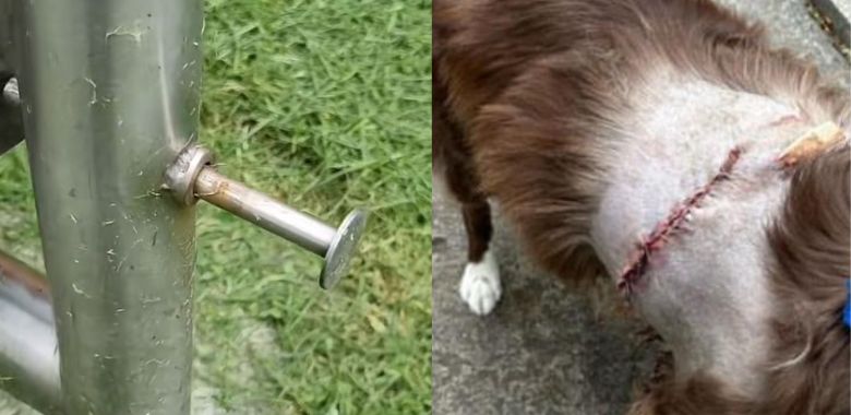 Perros en grave riesgo por culpa de las canecas metálicas en Bogotá