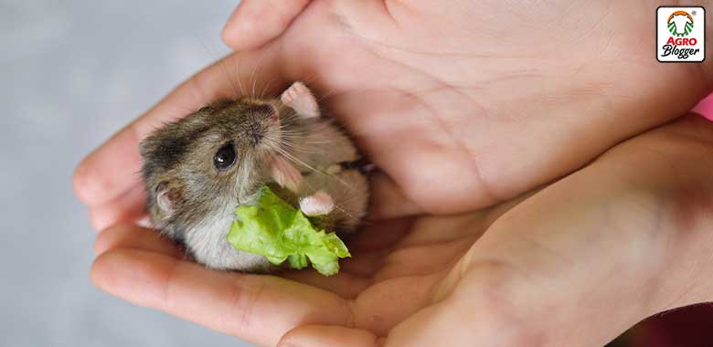 alimentación cuidar hamster joven