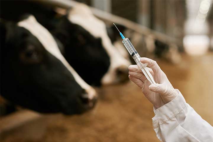 Aplicación de vacunas en bovinos ¡Importancia y tipos!