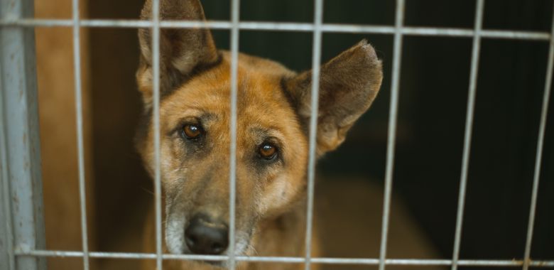 corea del sur prohibe el consumo de carne de perro
