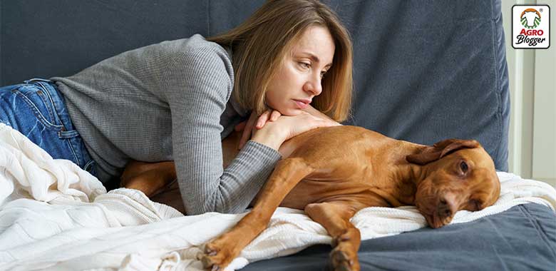 cuidados paliativos para mascotas