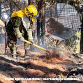 Incendios en Bogotá: ¿Cómo ayudar a la fauna silvestre?