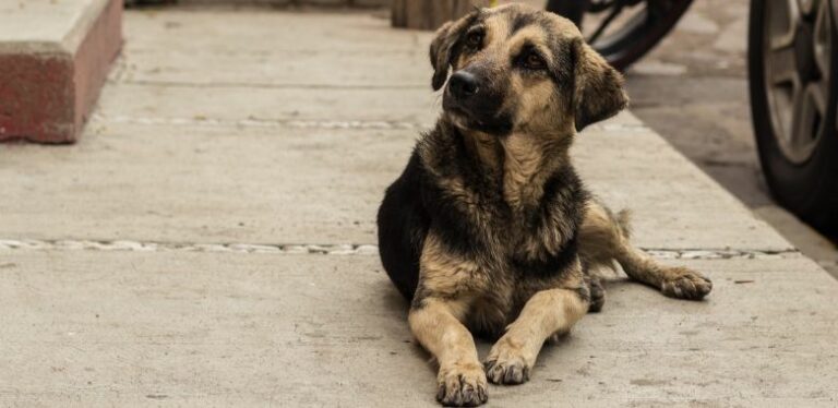 indignante caso de maltrato animal hacia un perrito callejero en mexico