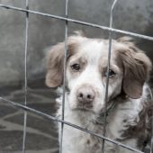 Esta es la historia del perro más triste de un refugio en EEUU