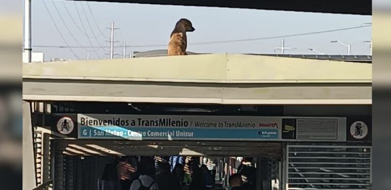 perrito quedo atrapado en el techo de una estacion de transmilenio
