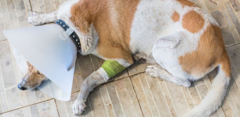 perros en grave riesgo por culpa de las canecas metalicas en bogota