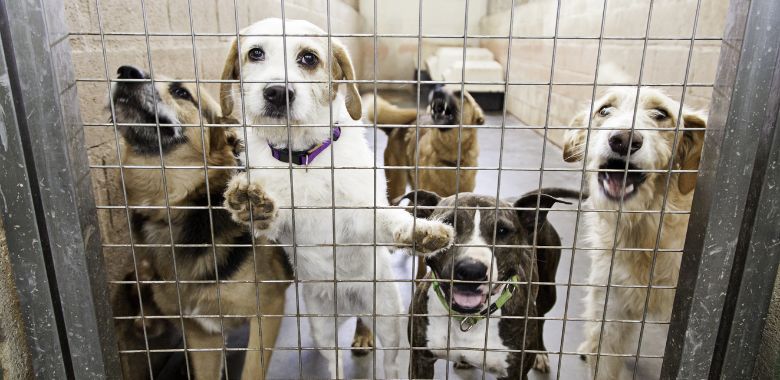 policia de medellin libera a mas de 50 perros de un criadero clandestino