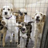 La Policía de Medellín libera a más de 50 perros de un criadero clandestino