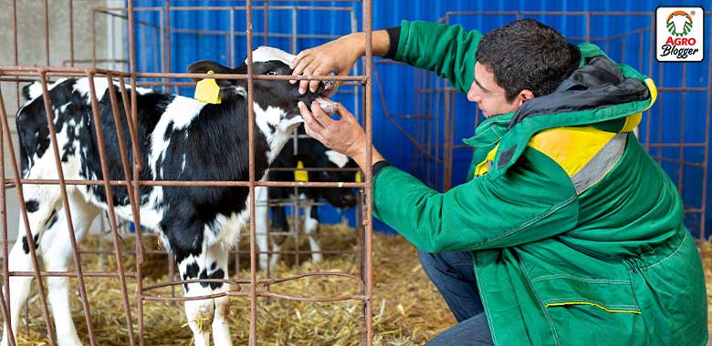 por que los probioticos son buenos para los bovinos
